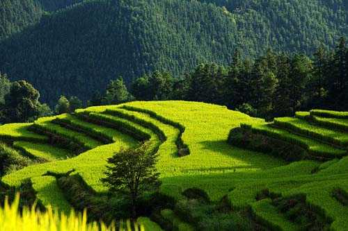 連州市做大花卉觀賞產業推動鄉村旅游發展