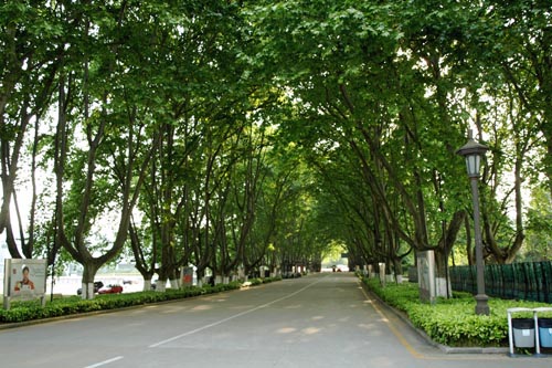 鎮江:綠化養護工為救法桐使出大招