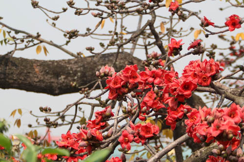 木棉花圖片