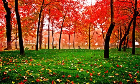 苗木彩化發展趨勢