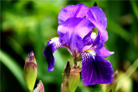 鳶尾圖片