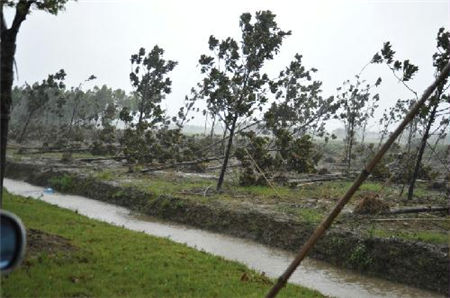 樹木倒伏改進對策