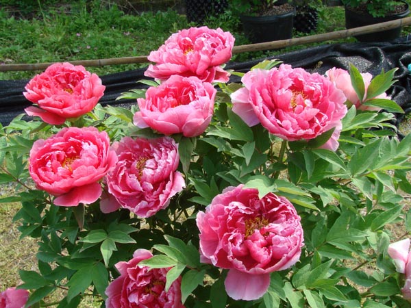 牡丹花怎么樣養