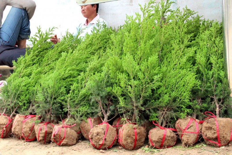 2015年沭陽塔柏價格最低