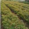 江西欒樹小苗基地·優質一年生欒樹小苗·地徑1公分欒樹