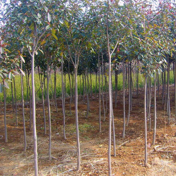 高桿紅葉石楠3cm