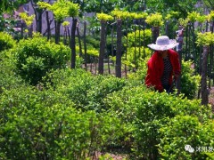 江蘇:防疫生產兩不誤 苗木保供出實招