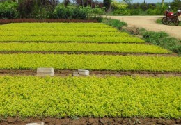 重罰115萬！沭陽查辦2起花木種苗網絡交易違法案件