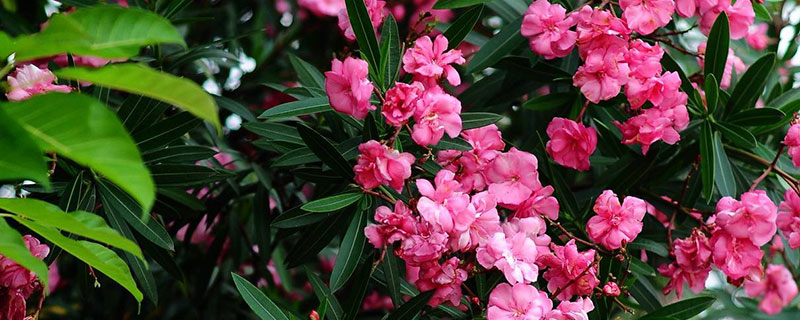 十大凈化空氣樹木 十大凈化空氣樹木