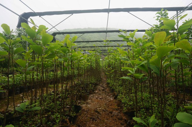 苗木新品種如何經營？