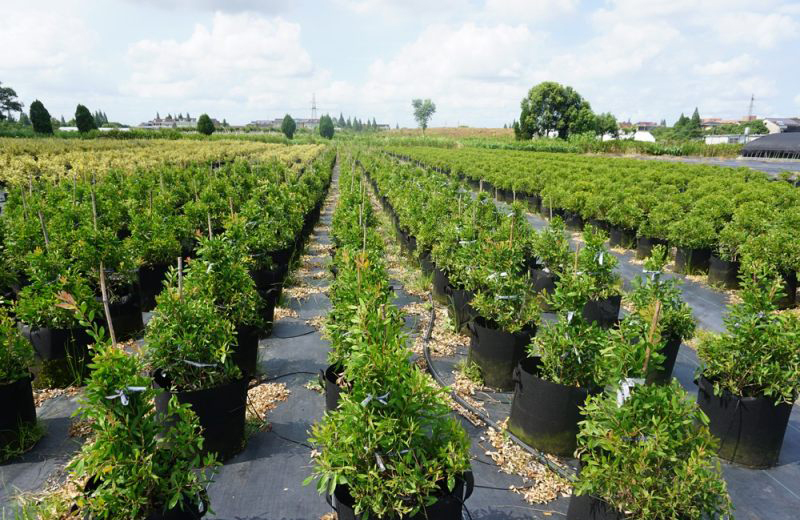 苗木新品種如何經營？