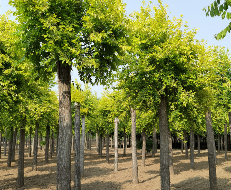 苗木新品種如何經營？