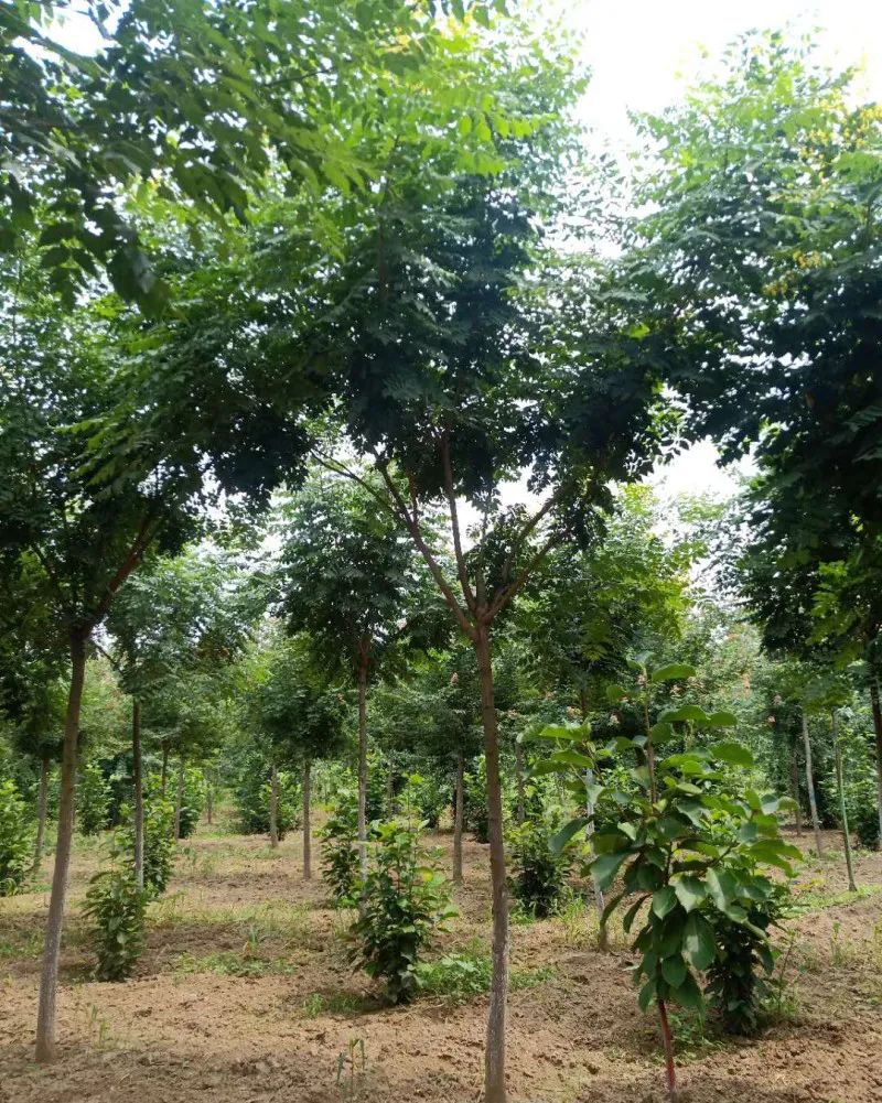 苗木行業的投資方向，今年這么干就對了！