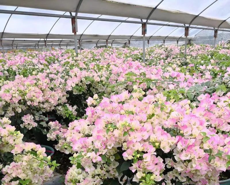 苗木行業的投資方向，今年這么干就對了！