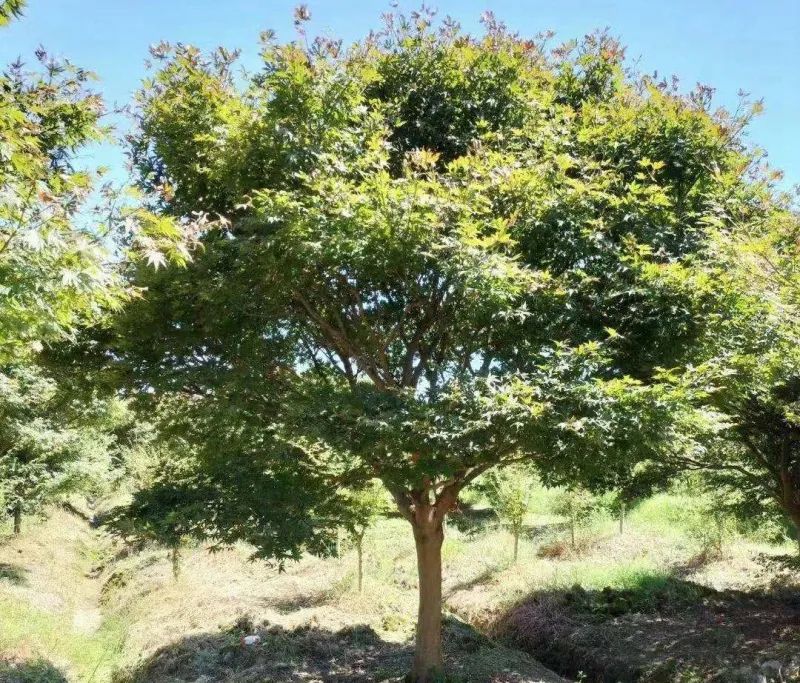 苗木行業的投資方向，今年這么干就對了！