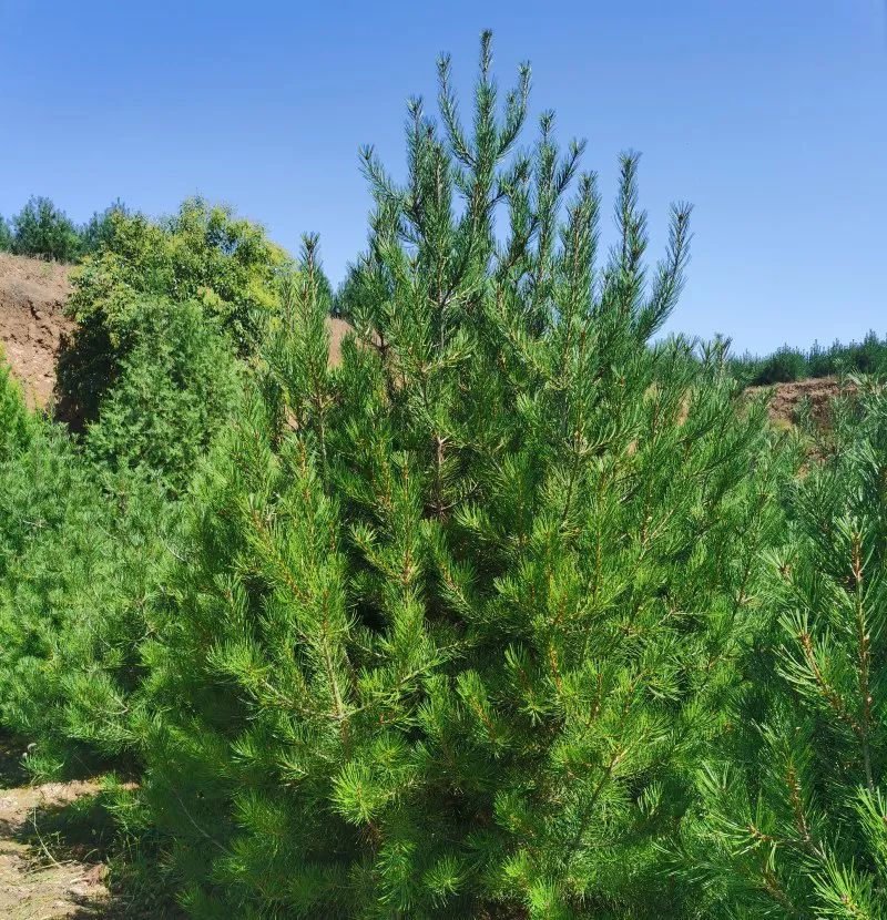 苗木行業的投資方向，今年這么干就對了！