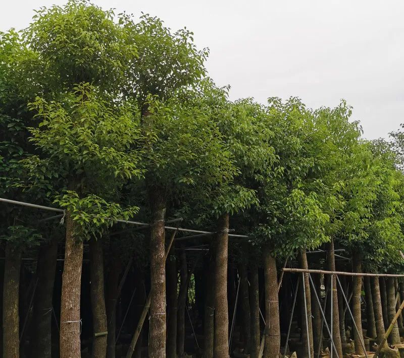 苗木行業的投資方向，今年這么干就對了！