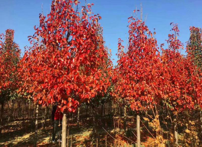 苗木新品種如何經營？