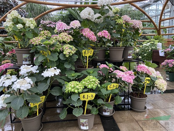 新優繡球花品種同臺比美 - 復件.jpg 新優繡球花品種同臺比美 - 復件.jpg