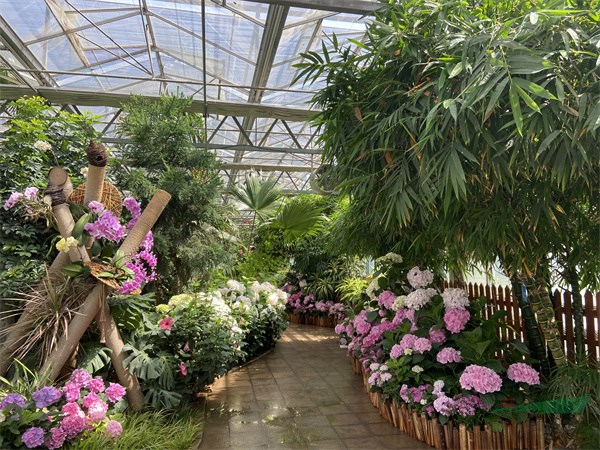 花大色艷的繡球花營造的展區景觀 - 復件.jpg 花大色艷的繡球花營造的展區景觀 - 復件.jpg