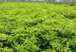 2022年下半年苗木市場行情預測