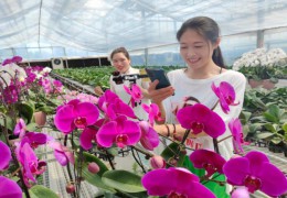 沭陽花木產業介紹