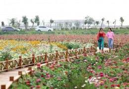 沭陽休閑農業典范——中閩花海田園綜合體