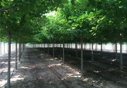 省級農業產業化重點龍頭企業——江蘇沭陽綠苑花卉景觀工程有限公司