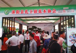 沭陽縣扎下鎮花木協會