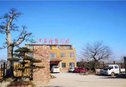 盆景直播銷售大戶——江蘇新藝園林工程有限公司