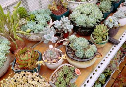 2022年全國多肉植物報價分析