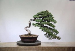 【盆景產業】揚子晚報：沭陽盆景品牌亮了！