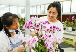 [中國江蘇網]江蘇沭陽：數字進“村”賦能鄉村振興