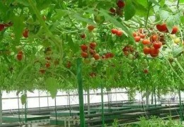 你真的懂智慧農業嗎？智慧農業≠智慧應用于農業