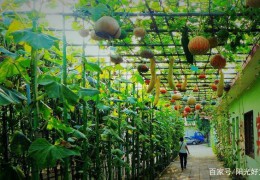 休閑農業的主要開發模式有哪些？