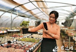 江蘇沭陽：美麗花鄉綻放“美麗經濟”特色花卉產業助力鄉村振興