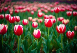 2021年我國花卉進出口貿易額達7億美元