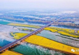 2022秋季苗木行情如何？看看專家怎么說