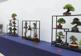 申辦成功！2023年國際盆景大展將在沭陽舉辦
