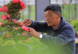 宿遷沭陽：從“一顆種子”說鄉村振興