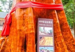 一棵金絲楠樹能值2.5億？樹苗才12元，為什么沒人去種呢？