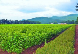 2023年度全國苗木供需分析報告