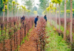 2022年苗市緩緩落幕，誰家歡喜誰家愁？