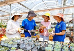 宿遷沭陽：“拼”來鄉村精彩 “創”出振興畫卷