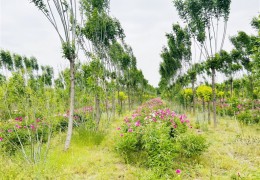 山東林下經濟年產值超百億元