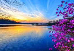 吉林龍灣舉辦野生杜鵑花卉旅游節