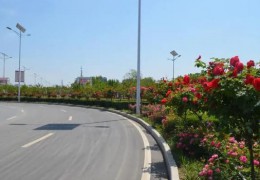 河南內鄉月季產業扮靚城鄉致富群眾