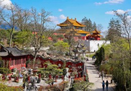 這棵紫玉蘭，見證了祖國外交