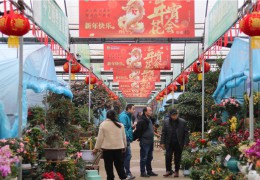 2024沭陽年宵花市場(chǎng)逐漸火熱！