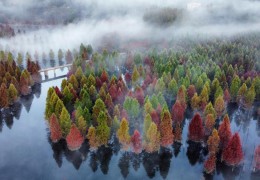 全國集體林森林蓄積量達(dá)93.32億立方米